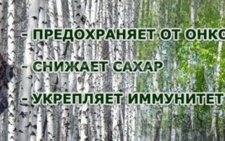 Чага при онкологии: полезные свойства, как принимать, отзывы
