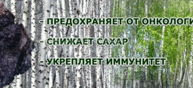 Чага при онкологии: полезные свойства, как принимать, отзывы